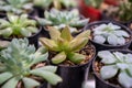 Blooming Echeveria Pansy cactus in pot Royalty Free Stock Photo