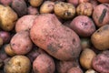 Close-up of different varieties of fresh organic potatoes Royalty Free Stock Photo