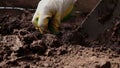 Close-up of digging the ground with shovel. Spade plunges into loose soil. Hand in a gardening glove takes out the roots