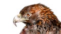 Close-up portrait of a golden eagle against a white background