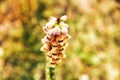 Close up of the Digitalis ferruginea