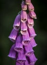 Close up of digitalis purpurea flower or foxglove or common foxglove or purple foxglove or lady`s glove Royalty Free Stock Photo