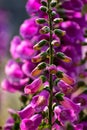 Close-up of Digitalis purpurea, the foxglove or common foxglove, in the garden. Royalty Free Stock Photo