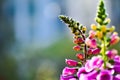 Close-up of Digitalis purpurea, the foxglove or common foxglove, in the garden. Royalty Free Stock Photo