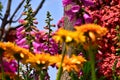 Close-up of Digitalis purpurea, the foxglove or common foxglove, in the garden. Royalty Free Stock Photo