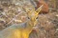 Dik dik antelope in the Waterberg Plateau National Park, Namibia