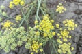 close-up dill plant in selective focus. Fresh dill (Anethum graveolens) growing on the vegetable bed. Royalty Free Stock Photo