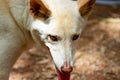 Close up of dingo face Royalty Free Stock Photo