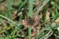 Close up of a dingy skipper butterfly on a blade of grass in nature Royalty Free Stock Photo