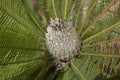 Close up of Dioon edule cycad