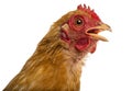 Close up of a dirty Crossbreed rooster, Pekin