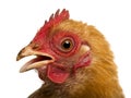 Close up of a dirty Crossbreed rooster, Pekin