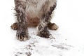 CLOSE-UP DIRTY DOG PAWS. ISOLATED ON WHITE BACKGROUND Royalty Free Stock Photo