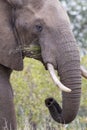 Close-up of a dirty elephant tusk, ear, eye and nose Royalty Free Stock Photo