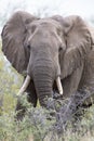 Close-up of a dirty elephant tusk, ear, eye and nose