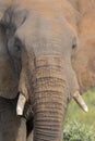 Close-up of a dirty elephant tusk, ear, eye and nose Royalty Free Stock Photo