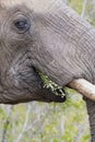 Close-up of a dirty elephant tusk, ear, eye and nose Royalty Free Stock Photo