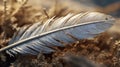 close-up on a dirty feather on the ground