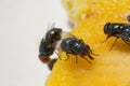 Close up of a Dirty House Fly on a Fork covered in Yellow food