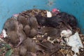 Close-up of dirty rat nest. Litter of baby rats inside a filthy garbage can. Domestic rodent infestation. Pest control background.