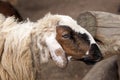 Close-up dirty sheep head Royalty Free Stock Photo