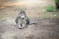 Close up dirty siberian husky playing in the garden