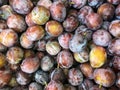 Close-up of Organic Fresh Plums in Unusual Golds & Purples at Farmer`s Market