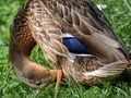 Close-up of distinct iridescent purple-blue speculum feathers on female mallard or wild duck (Anas platyrhynchos