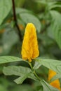 A close-up of the distinct yellow petals of the Pachystachys lutea plant or Golden Candle. Lollipop Plant and Golden Shrimp Plant