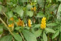 A close-up of the distinct yellow petals of the Pachystachys lutea plant or Golden Candle. Lollipop Plant and Golden Shrimp Plant