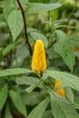 A close-up of the distinct yellow petals of the Pachystachys lutea plant or Golden Candle. Lollipop Plant and Golden Shrimp Plant