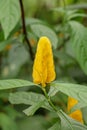 A close-up of the distinct yellow petals of the Pachystachys lutea plant or Golden Candle. Lollipop Plant and Golden Shrimp Plant