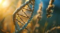 close-up of DNA helix of wheat. Selective focus Royalty Free Stock Photo