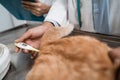 close up of doctor& x27;s hand examining cat using a thermometer Royalty Free Stock Photo