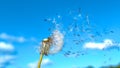 CLOSE UP: Delicate dandelion blossom gets swept away in the warm summer wind. Royalty Free Stock Photo