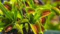 CLOSE UP, DOF: Detailed view of a venus flytrap flower and its traps opening up