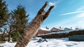 CLOSE UP, DOF: Furry cat jumps and catches a snowball with its front paws.