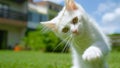 CLOSE UP, DOF: Furry white baby cat plays with a blade of grass in the backyard