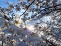 CLOSE UP, DOF: Gentle spring sunbeams shine on tender white cherry blossoms.