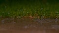 CLOSE UP, DOF: Glassy raindrops splash into a large pond next to an empty meadow Royalty Free Stock Photo