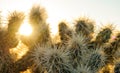 CLOSE UP, DOF: Golden sunrays peer through the prickly Jumping Cholla cactus. Royalty Free Stock Photo