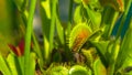 CLOSE UP, DOF: Lucky yellow wasp escapes a carnivorous Dionaea muscipula\'s trap. Royalty Free Stock Photo