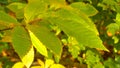 CLOSE UP: Lush green chestnut leaves gently sway in the pleasant autumn breeze.