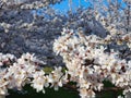 CLOSE UP: Scenic view of a tranquil orchard full of blossoming cherry trees.