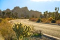 CLOSE UP: Small prickly cactus grows by the side of an empty asphalt highway. Royalty Free Stock Photo