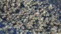 CLOSE UP Tiny crabs with transparent legs and brown shells moving around coast