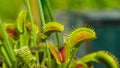 CLOSE UP, DOF: Trap leaf of a carnivorous plant closes in on a small insect. Royalty Free Stock Photo