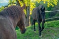 CLOSE UP, DOF: Two adult brown horses meet while grazing on a sunny spring day. Royalty Free Stock Photo