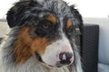 Close-up of the dog after bathing with beautiful patterns and an interesting stain on the nose Royalty Free Stock Photo