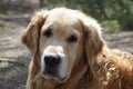 Close-up of a dog breed golden retriever head, looking at the camera, and on background blurred earth Royalty Free Stock Photo